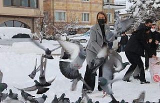 Vali Becel, güvercinlere yem bıraktı