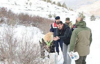 Vali yaban hayvanları için doğaya yem bıraktı