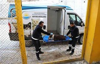 Van Büyükşehir Belediyesi yasaklı ırk köpekleri...