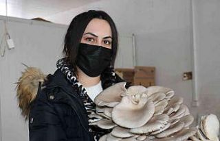 Van’da istiridye mantarına yoğun ilgi