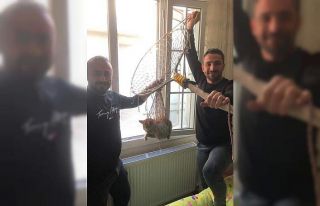 Vatandaşlar 6. Katta mahsur kalan kediyi kurtardı