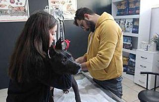 Veteriner kliniklerinde son gün çip yoğunluğu