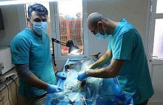 Veterinerler barınaklara teslim edilen yasaklı ırkları...