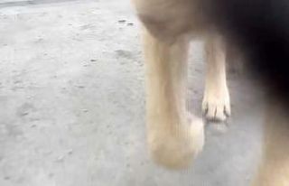 Video çekmek isterken telefonunu köpeğe kaptırdı