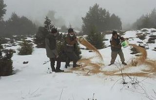 Yaban hayat için 600 kilogram yem bırakıldı