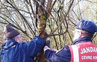 Yaban hayatı için foto kapanlar kuruldu