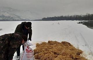 Yaban hayvanları için seferber oldular