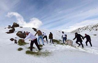 Yaban hayvanları için Süphan Dağı eteklerine...
