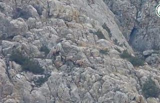 Yaban keçilerinin liderlik kavgası kameralarda