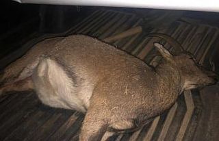 Yaban keçisi avlayan 3 kaçak avcı yakalandı