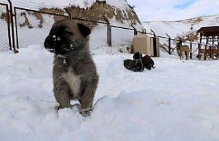 Yağan kara en çok sevinen onlar oldu
