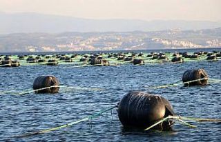 Yalova’da kurulan midye çiftlikleri yılda 126...