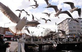 Yalova’da martıların simit kapma yarışı renkli...