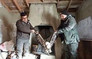 Yaralı bulduğu kartalı kümesindeki tavuklarla...