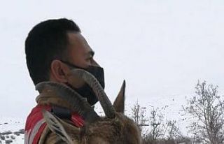 Yaralı dağ keçisi koruma altına alındı