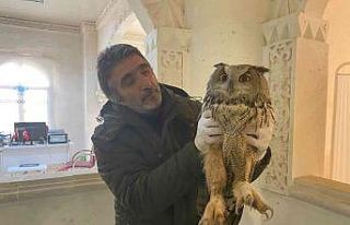 Yaralı halde bulunan dev baykuş tedavi altına alındı