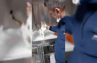 Yaralı kedi şefkatli ellerde sağlığına kavuştu