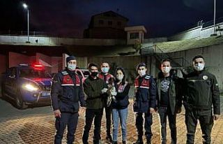 Yaralı şahine jandarma şefkati