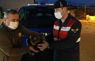 Yaralı Şahin’i jandarma kurtardı