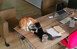 Yaramaz kedilerin balıklarla oyunu pahalıya mal...