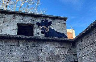 Yaramaz tosun yine durmadı