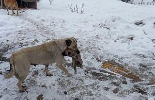 Yaramaz yavru köpeğe anne şefkati