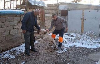Yasak ırk köpeğini kendi elleri ile teslim etti