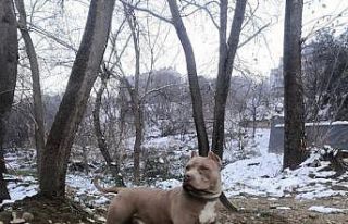 Yasaklı ırk köpek besleyen 1 kişiye 14 bin 982...
