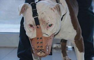 ‘Yasaklı ırk’ köpek sahipleri silah alamıyor,...