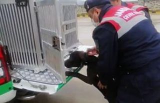 Yasaklı ırk köpekler köylere tek ediliyor