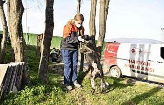 “Yasaklı ırk” köpekleri terk edenler 30 bin...
