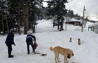 Yaylada mahsur kalan köpeklere devlet sahip çıktı