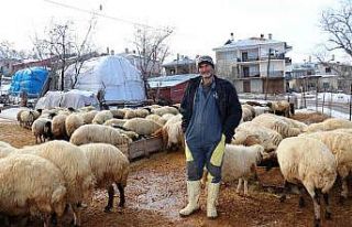 Yazın yaylalarda hayvanlarını otlatan besiciler,...