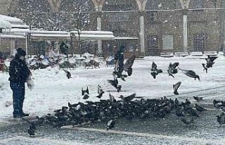 Yem bulmakta zorlanan kuşlar için seferber oldular