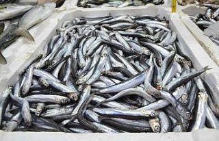 Yerli hamsi kendini tezgahlarda pahalı gösterdi:...