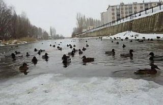 Yeşilbaşlı gövel ördekler, Çoruh’un yüzeyinde...