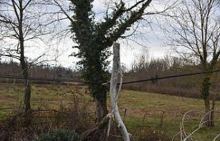 Yıkılan ağaç telefon tellerine zarar verdi