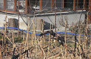 Yırtıcı şahin kent merkezine inerek kediye saldırdı