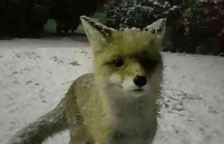 Yiyecek arayan tilkinin meraklı halleri gülümsetti