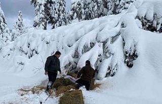 Yoğun kar yağışında yaban hayatı unutulmadı