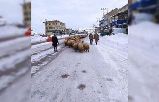 Yoğun kar yayladaki sürüleri yerinden etti
