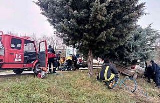 Yoldan çıktı ağaca çarparak durdu