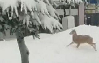 Yolunu şaşıran yaban keçisi kent merkezine indi