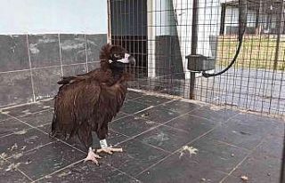 Yorgun düşen akbaba Keşan’da tedavi altına alındı