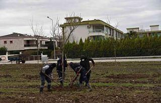 Yunusemre Belediyesi Muradiye’yi ağaçlandırıyor
