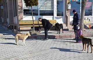Zabıtadan hayvanlara temel yiyecek