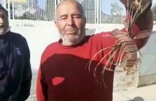 Zehirli Aslan Balığı Kuşadası’nda yakalandı