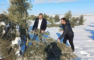 Zeytin ağaçları kardan zarar gördü