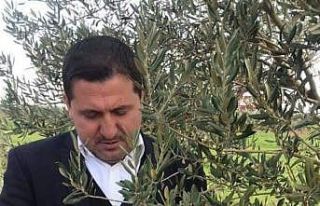 Zeytinde dal kanseri paniği