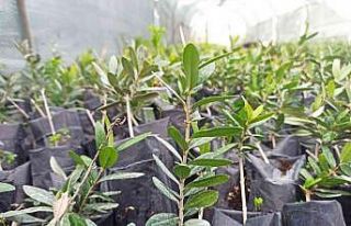 Zeytinin genetik zenginliği koruma altına alınacak